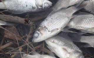 Прокуратура начала проверку по факту массовой гибели рыбы на Ставрополье