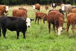 Новости: Нелегальный ввоз скота