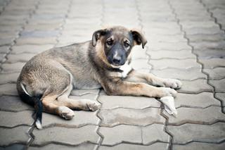 В администрации Пятигорска опровергли информацию о травле бездомных собак