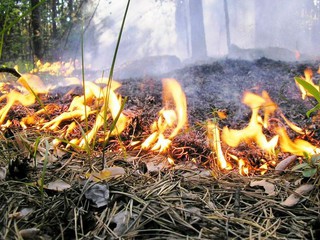 На Ставрополье объявлен высокий уровень пожароопасности