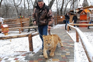 Пятигорскому зоопарку подарили львицу Победу