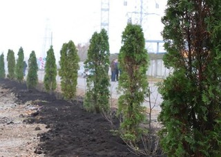 В День народного единства в Пятигорске высадили аллею из ста деревьев