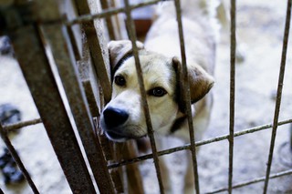 Власти Кисловодска направят около миллиона рублей на отлов бездомных животных