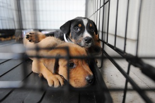 В Кисловодске откроют крупнейший в регионе приют для бездомных животных