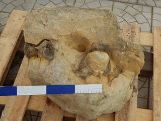 На Ставрополье найдены останки ископаемого кита