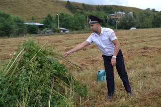 В Кисловодске полицейские уничтожили 1500 кустов конопли