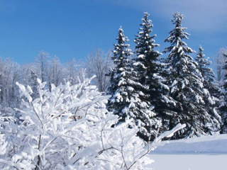 В середине декабря на Ставрополье придут снег и морозы