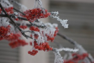 На Ставрополье ожидается похолодание до минус пяти и мокрый снег