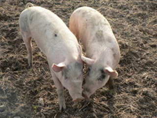 На Ставрополье зафиксировали вспышку африканской чумы свиней