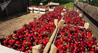 На Ставрополье урожайность вишни и черешни выросла на 12 процентов