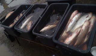 Ставропольские ветеринары обнаружили опасную продукцию на стихийном рыбном рынке