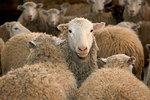Новости: Овцы