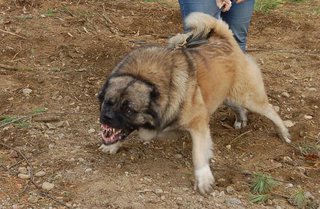 На Ставрополье собака насмерть загрызла трехлетнего малыша