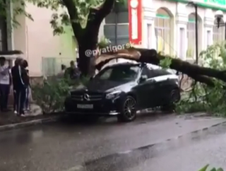 В Пятигорске во время непогоды на внедорожник Mercedes рухнуло дерево