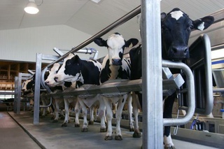 На Ставрополье планируется реконструкция 30 молочных ферм