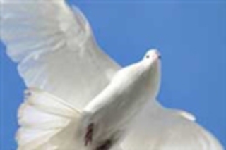«День птиц» в Томске отметят кругосветками