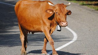 На трассе Ставрополья водитель легковушки врезался в корову