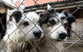 В Кисловодске приставы извлекли из квартиры местной жительницы 59 собак