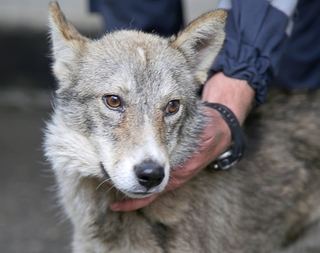 Пятигорские спасатели обзавелись собственным волком