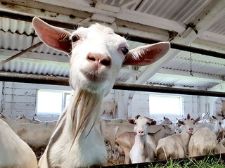 На Ставрополье привезли голландских коз для производства сыра