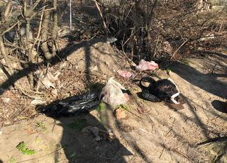В Железноводске у пруда обнаружено тело новорожденного младенца