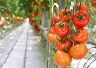 На Ставрополье построят тепличный комбинат для выращивания томатов