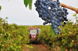 Ставрополье внесло ряд предложений в законопроект о виноделии