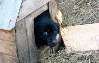 В Буденновске хозяин вывез собаку за город и заколотил в будке
