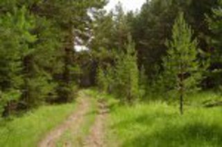 В Воронежской области ограничили въезд в хвойные леса