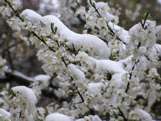 Заморозки и снег ожидаются на Ставрополье с 3 апреля