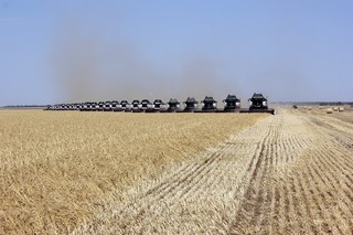 На Ставрополье собрано 3 млн тонн зерна