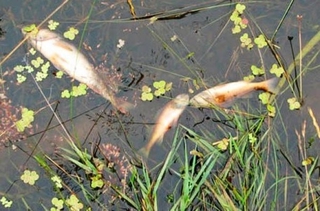 В озере в пригороде Пятигорска массово погибла рыба