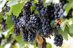 Новости: Виноград
