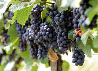 На Ставрополье собран рекордный урожай винограда