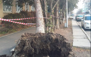 В Пятигорске ликвидируют последствия ураганного ветра
