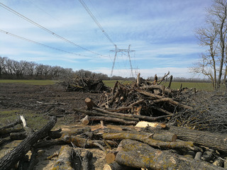 На Ставрополье вырубили более 700 деревьев защитной лесополосы
