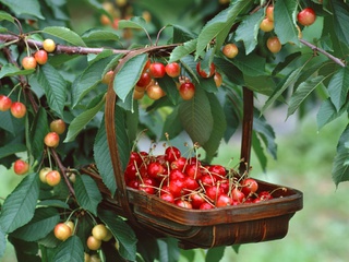 На Ставрополье высадят 60 гектаров черешневых садов