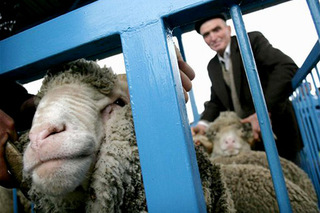 На Ставрополье поймали похитителя овец, скрывавшегося от полиции 13 лет