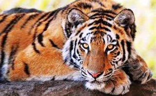 Во Владивостоке отпразднуют День тигра