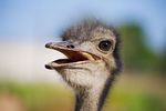 Новости: Спасение страуса