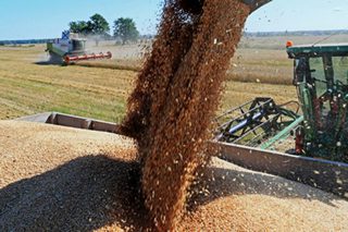 Минсельхоз Ставрополья прогнозирует урожай зерновых на уровне 2016 года