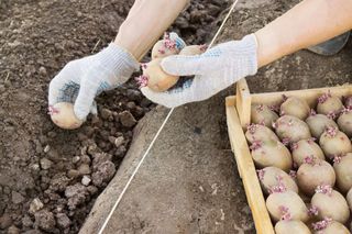 Ставрополье будет производить до 5 тысяч тонн суперэлиты семенного картофеля