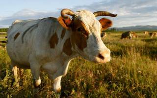 На Ставрополье работник фермы пытался украсть стадо коров