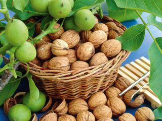 На Ставрополье будут выращивать орехи в промышленных масштабах