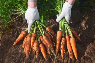 Ставропольские аграрии собрали 4,6 тысячи тонн моркови