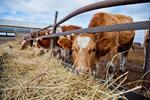 Новости: Семейные животноводческие фермы