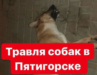 Пятигорчане сообщают о массовом отравлении собак в городе