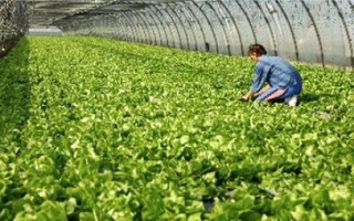 Производитель салатов "Белая Дача" построит теплицы в Кисловодске
