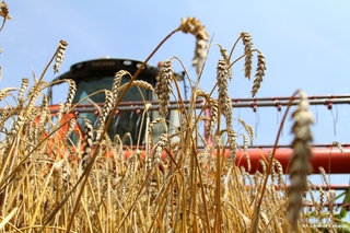 Уборка урожая зерновых на Ставрополье близится к 50-процентному рубежу