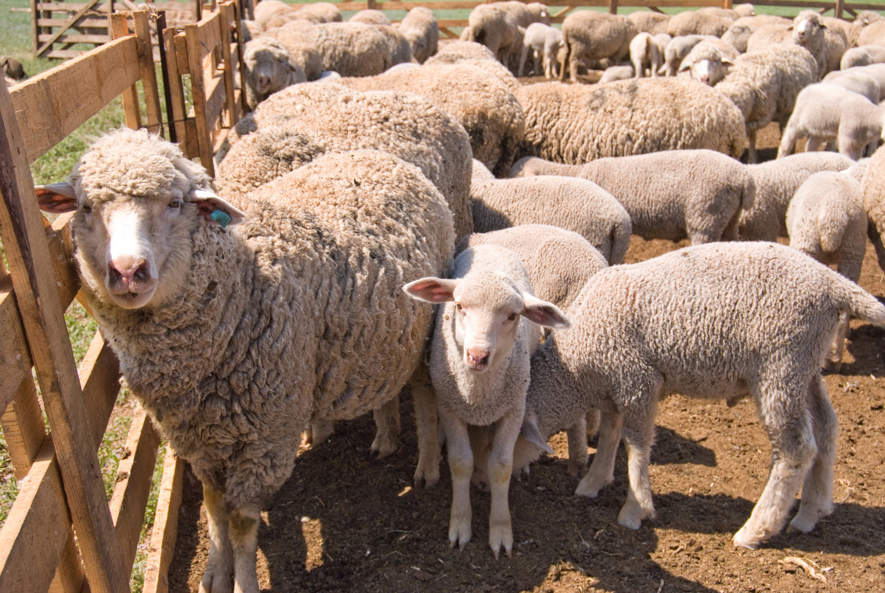 Племенные овцы в Ставрополье